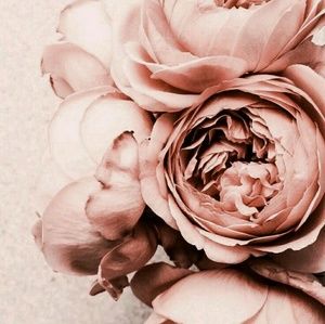 Meet your Posher, Miranda